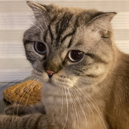 Odin - Sahiplenme İlanı