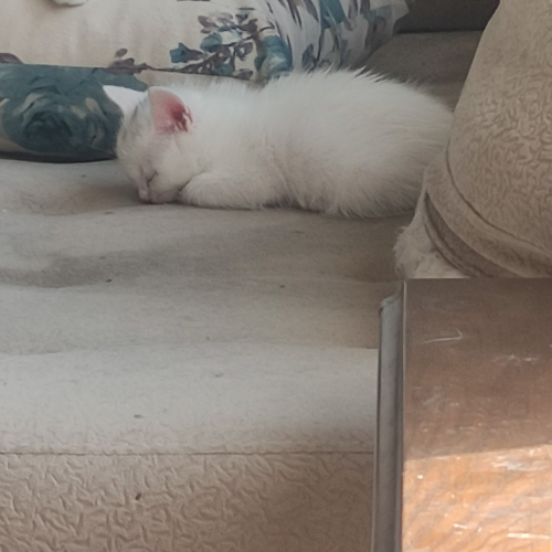 Ares - Sahiplenme İlanı