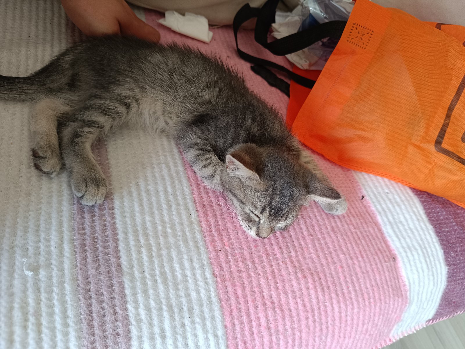 Jordan - Sahiplenme İlanı