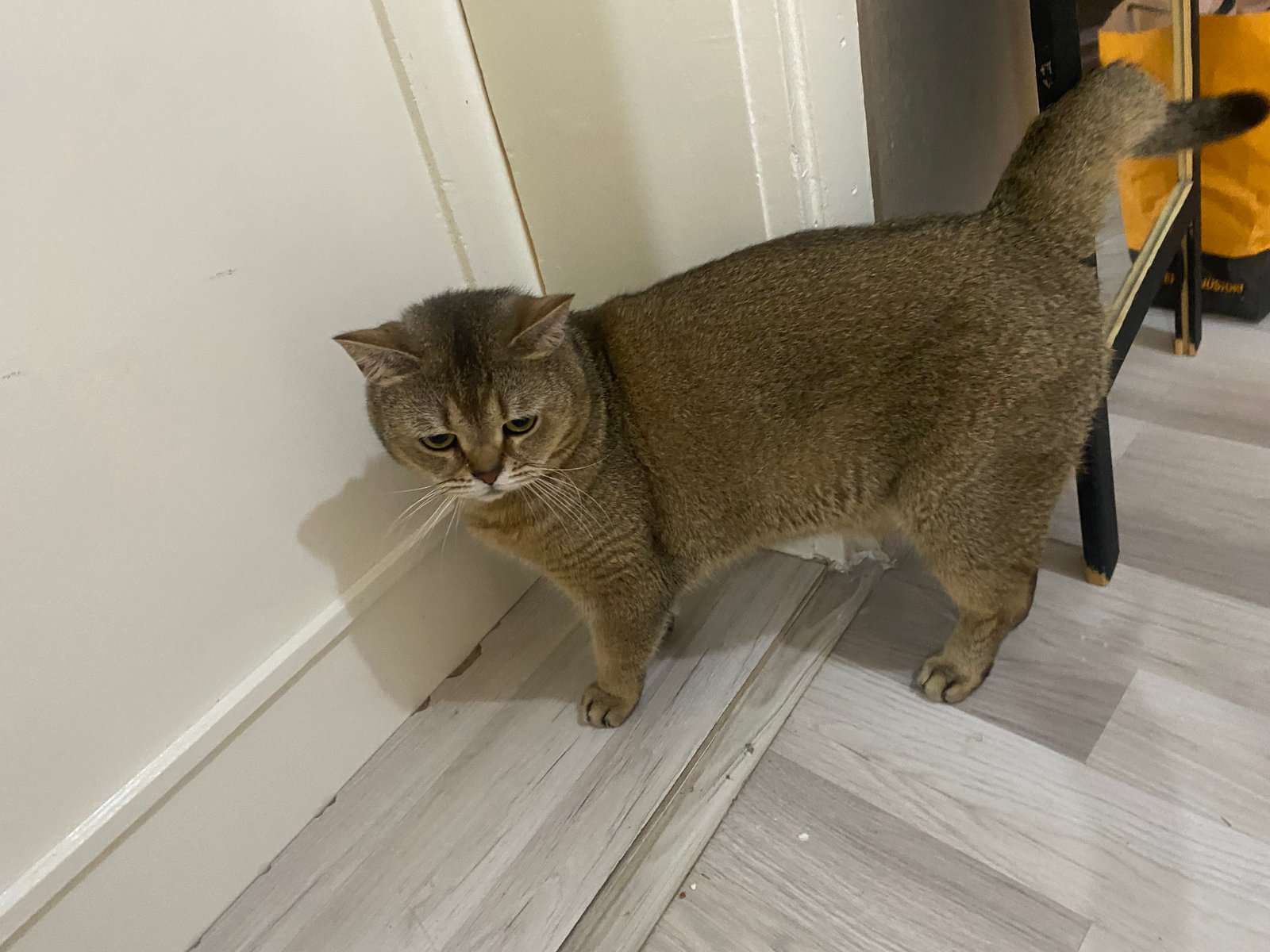 Karamel - Sahiplenme İlanı