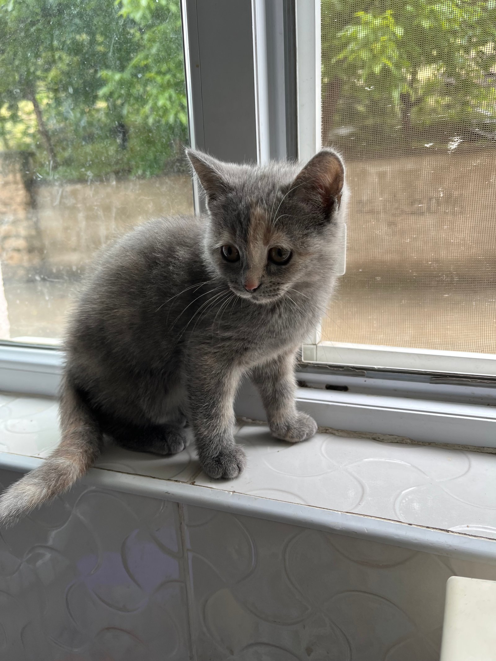 Siz koyarsınız - Sahiplenme İlanı