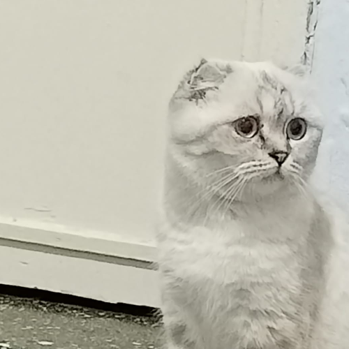 Pamuk - Sahiplenme İlanı