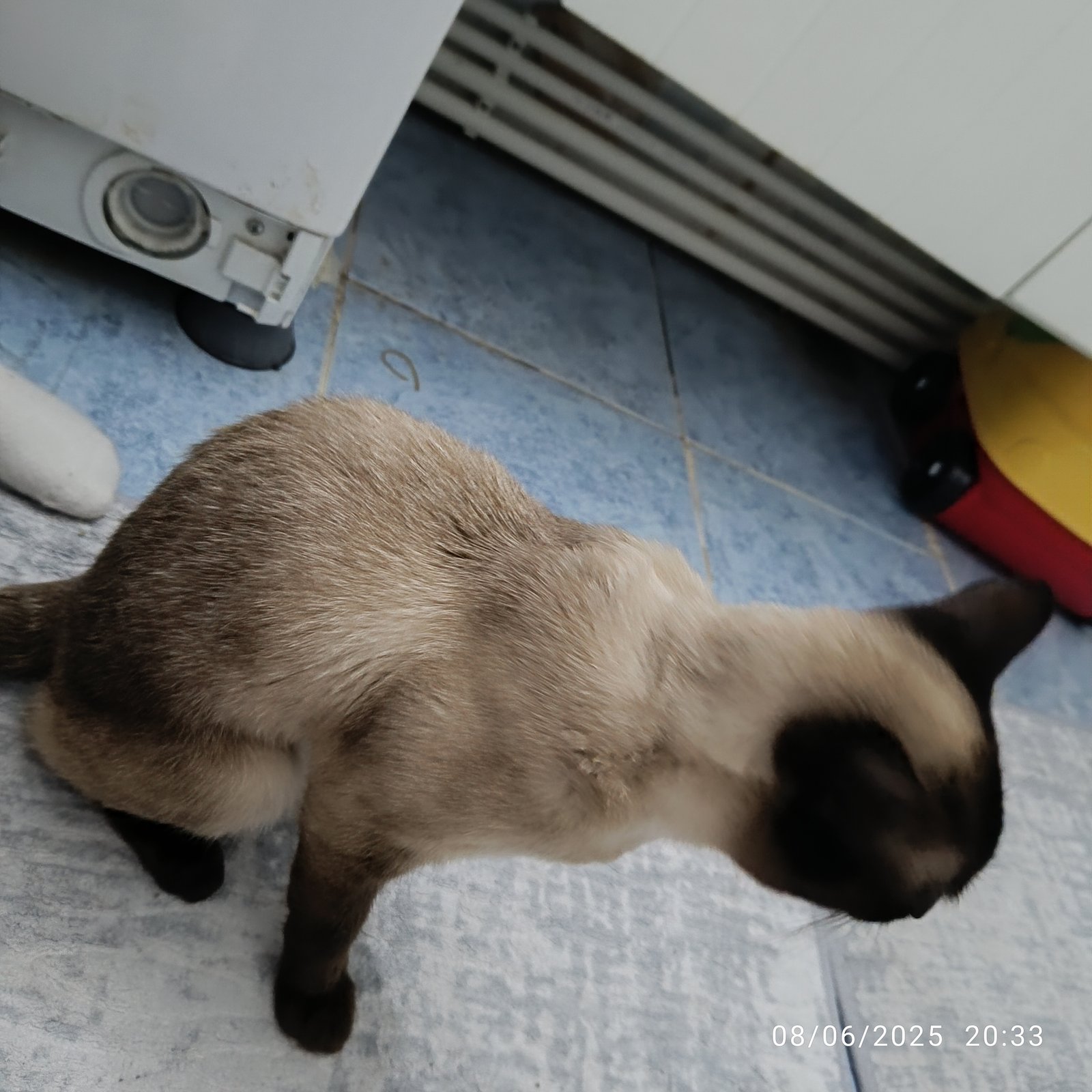 Boncuk ve izabella - Sahiplenme İlanı