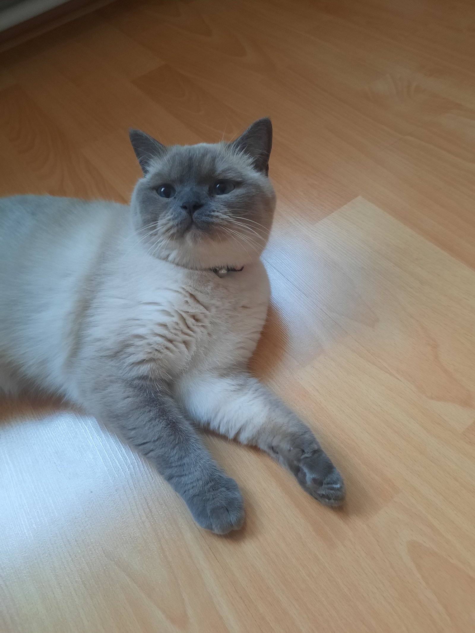 Pamuk - Sahiplenildi