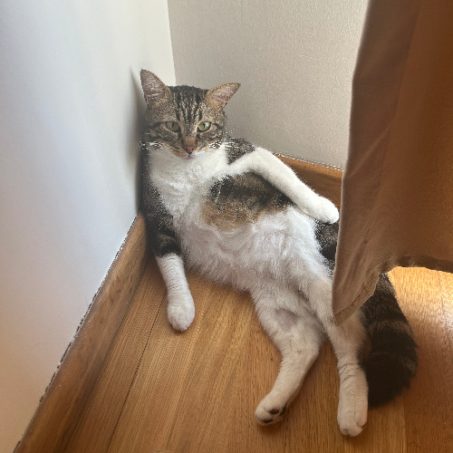 Alex - Sahiplenme İlanı