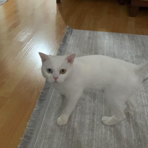 Leo - Sahiplenme İlanı