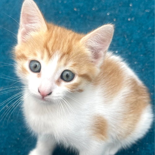 Bal - Sahiplenme İlanı