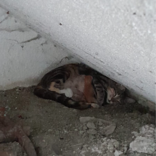 Yeni doğum - Sahiplenme İlanı