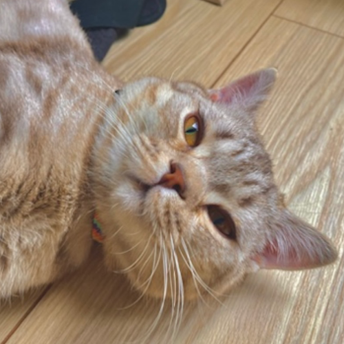 Jesus - Sahiplenme İlanı