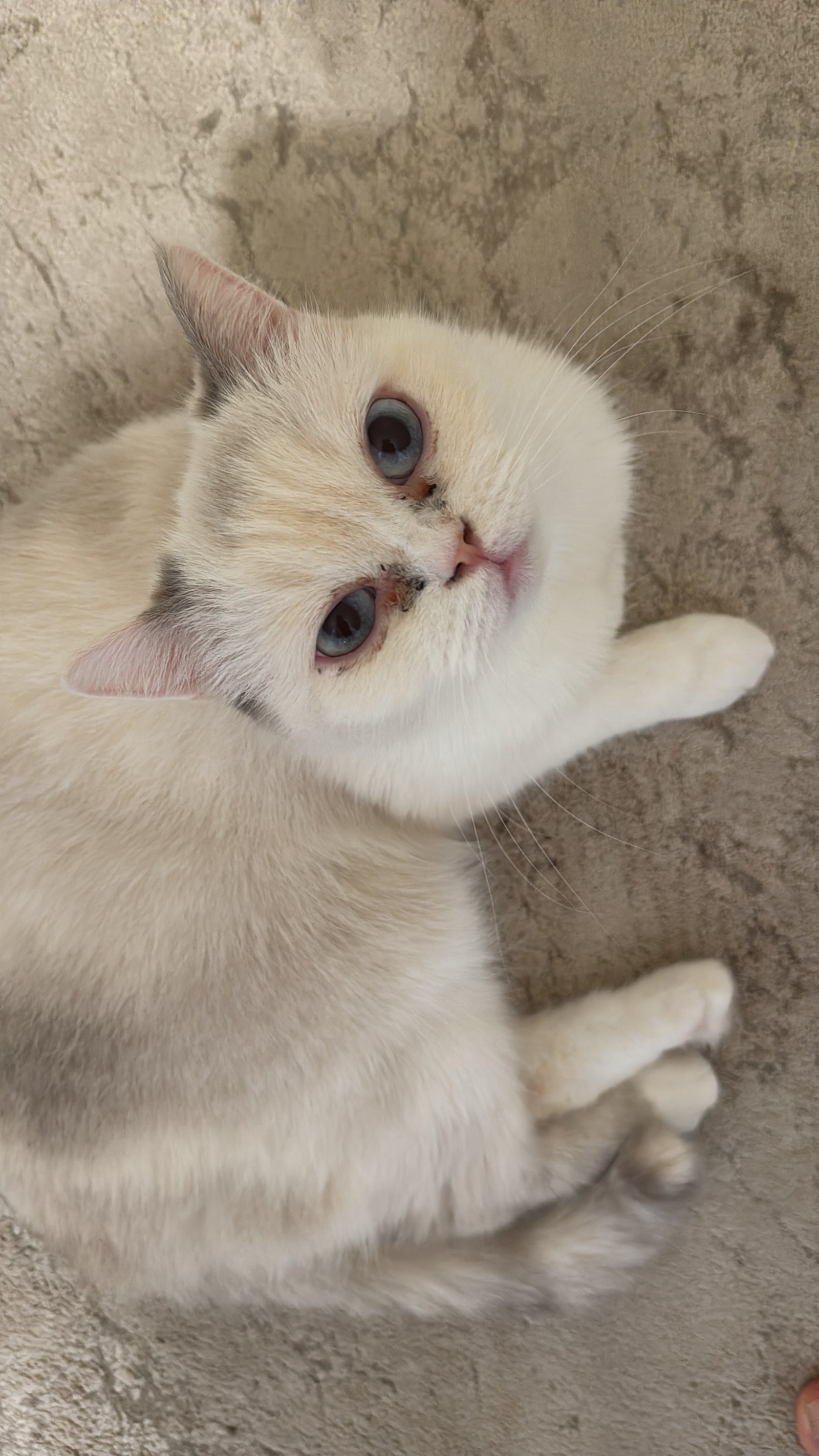 Hera - Sahiplenme İlanı