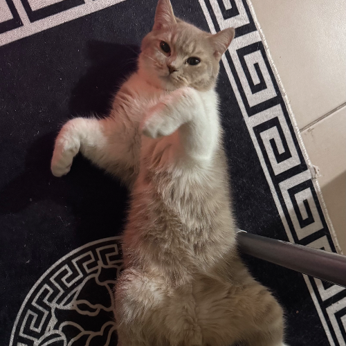 Louis - Sahiplenme İlanı