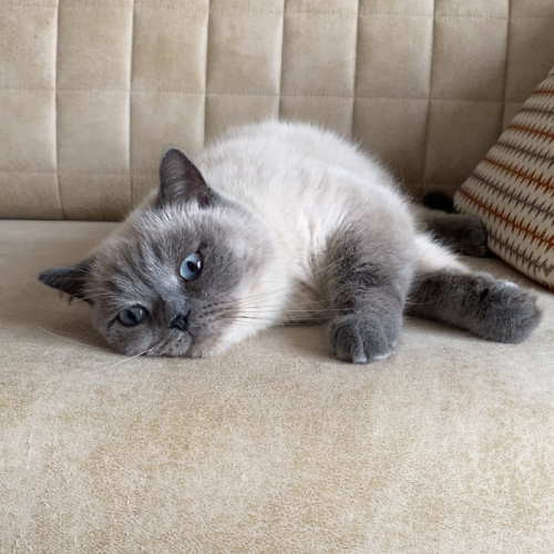 Bulut - Sahiplenme İlanı