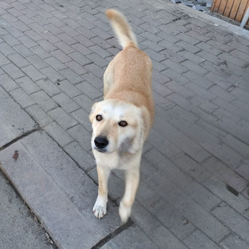 Sabina - Sahiplenme İlanı