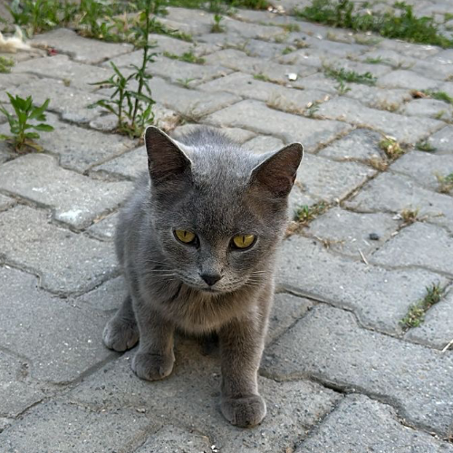 Haziran - Sahiplenme İlanı