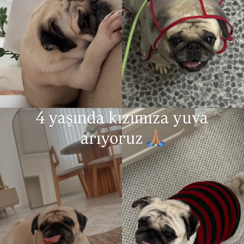 Şila - Sahiplenme İlanı