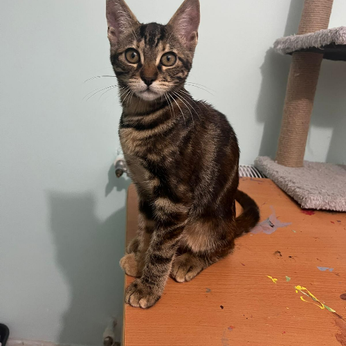 Miu - Sahiplenme İlanı