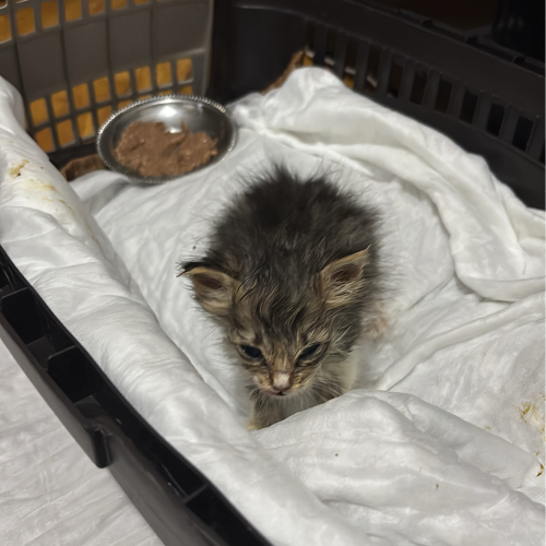 Badem - Sahiplenme İlanı