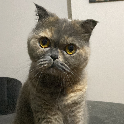 Marmelat - Sahiplenme İlanı