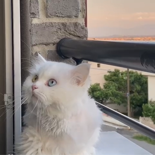 Leo - Sahiplenme İlanı