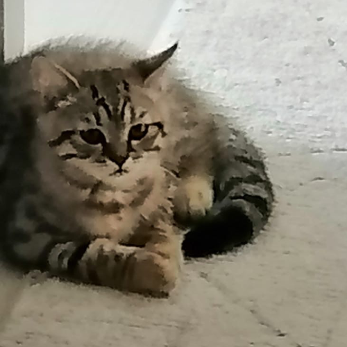 Yavru kedi - Sahiplenme İlanı