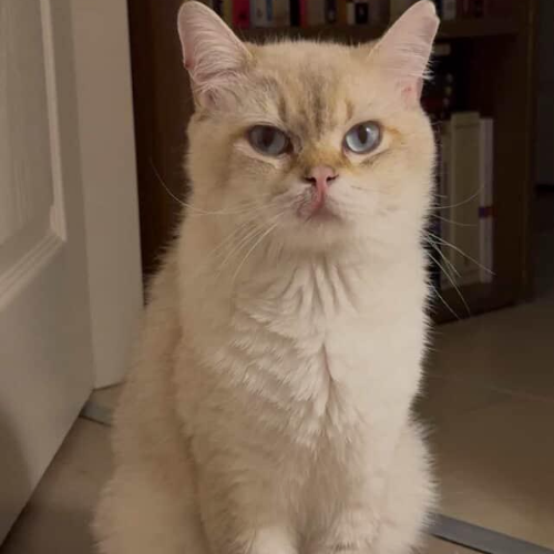 Fındık - Sahiplenildi