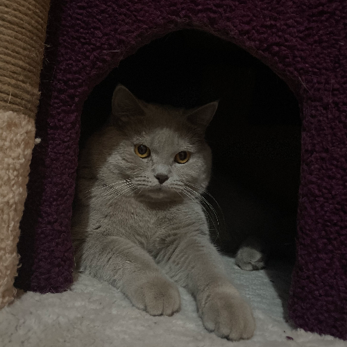 Duman - Sahiplenme İlanı