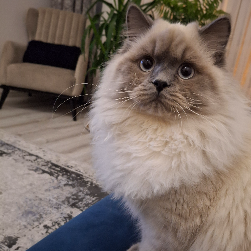 Prens - Sahiplenildi