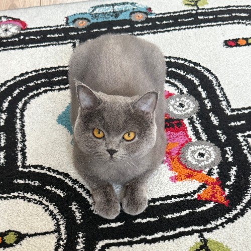 2 yaş erkek kısır Britis...