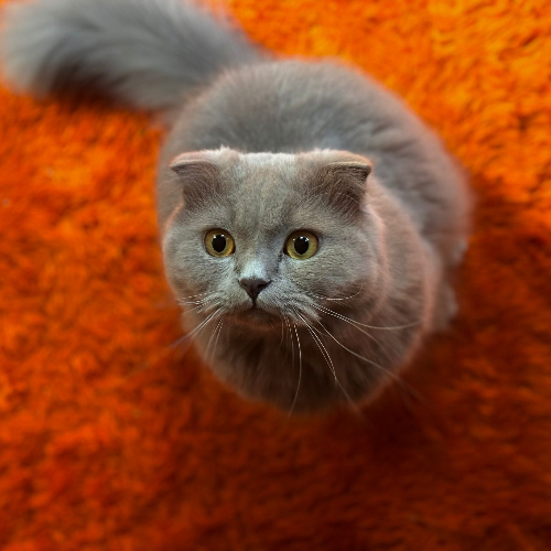 Yurtdışına çıkacağım...