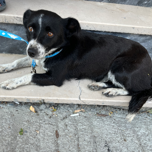 Otobana terk edilmiş bir c...